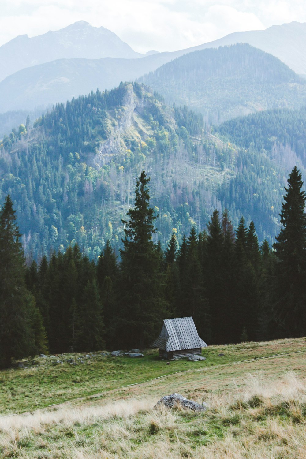 green pine trees near mountain during daytime