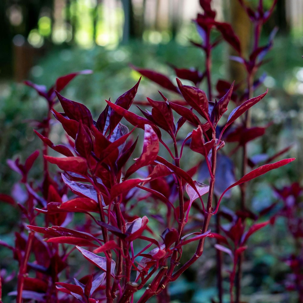 red plant in tilt shift lens