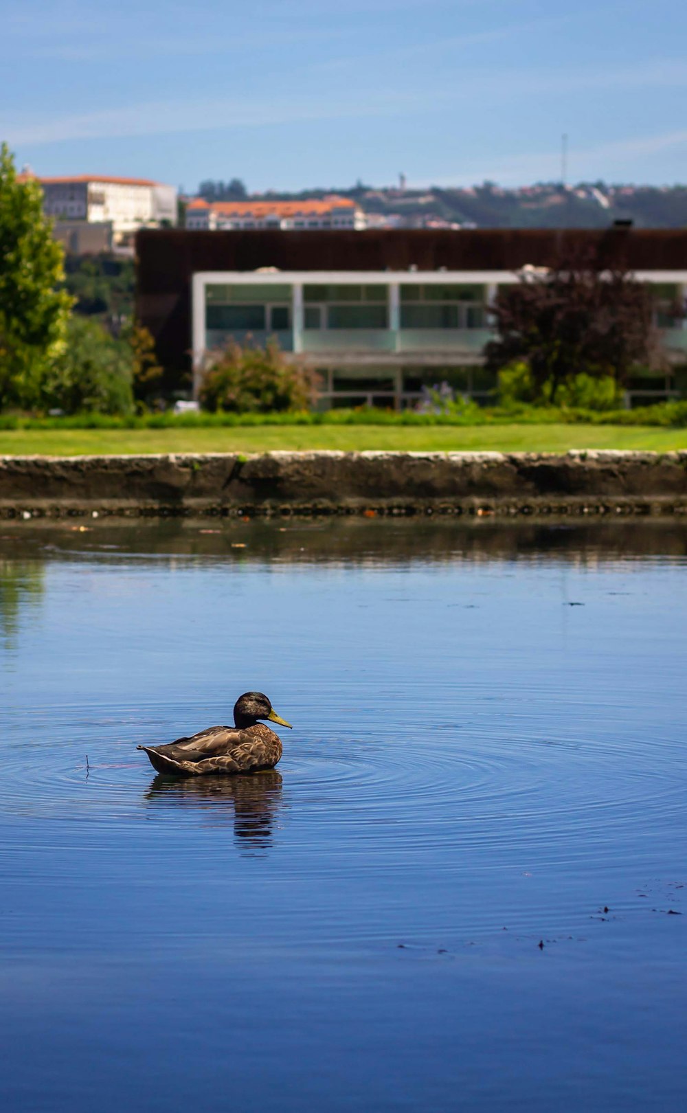 brown duck on water during daytime