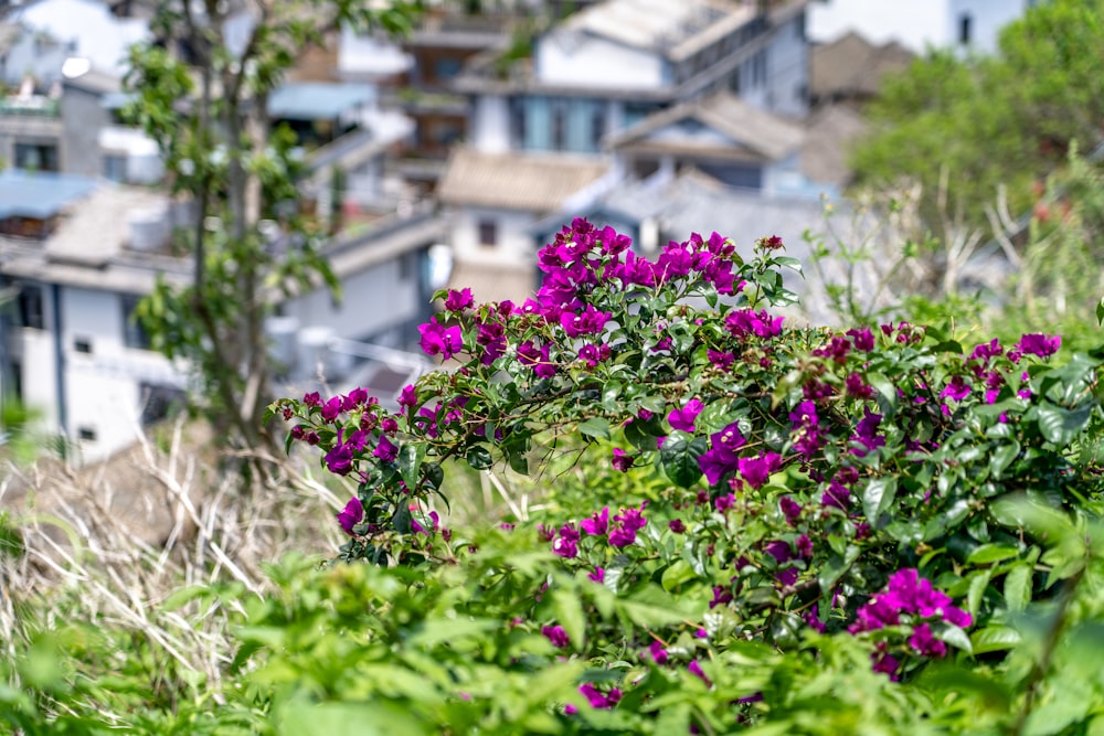 pink flowers with green leaves