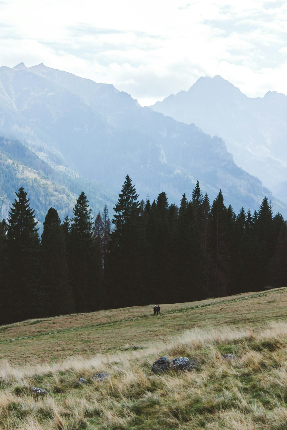 green pine trees on green grass field near mountain during daytime