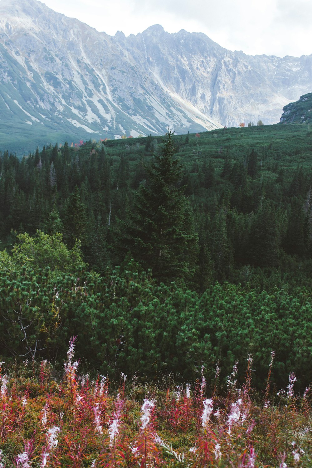 green trees near mountain during daytime