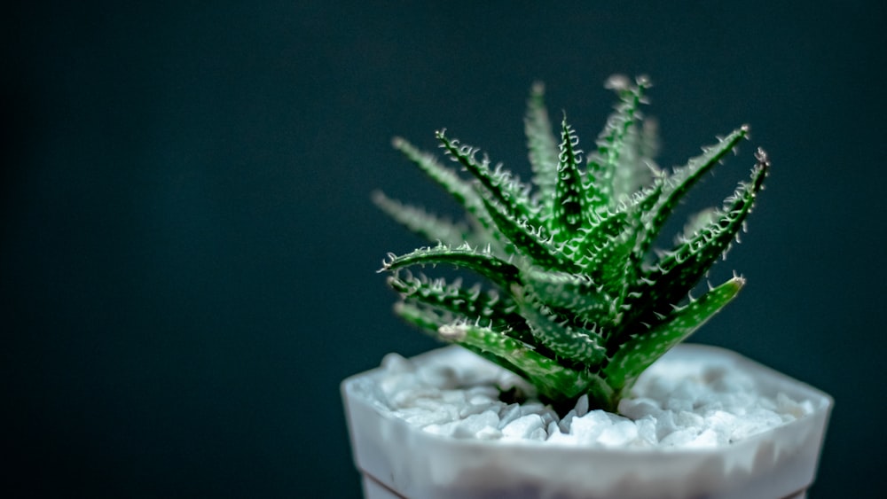 green plant on white ceramic pot