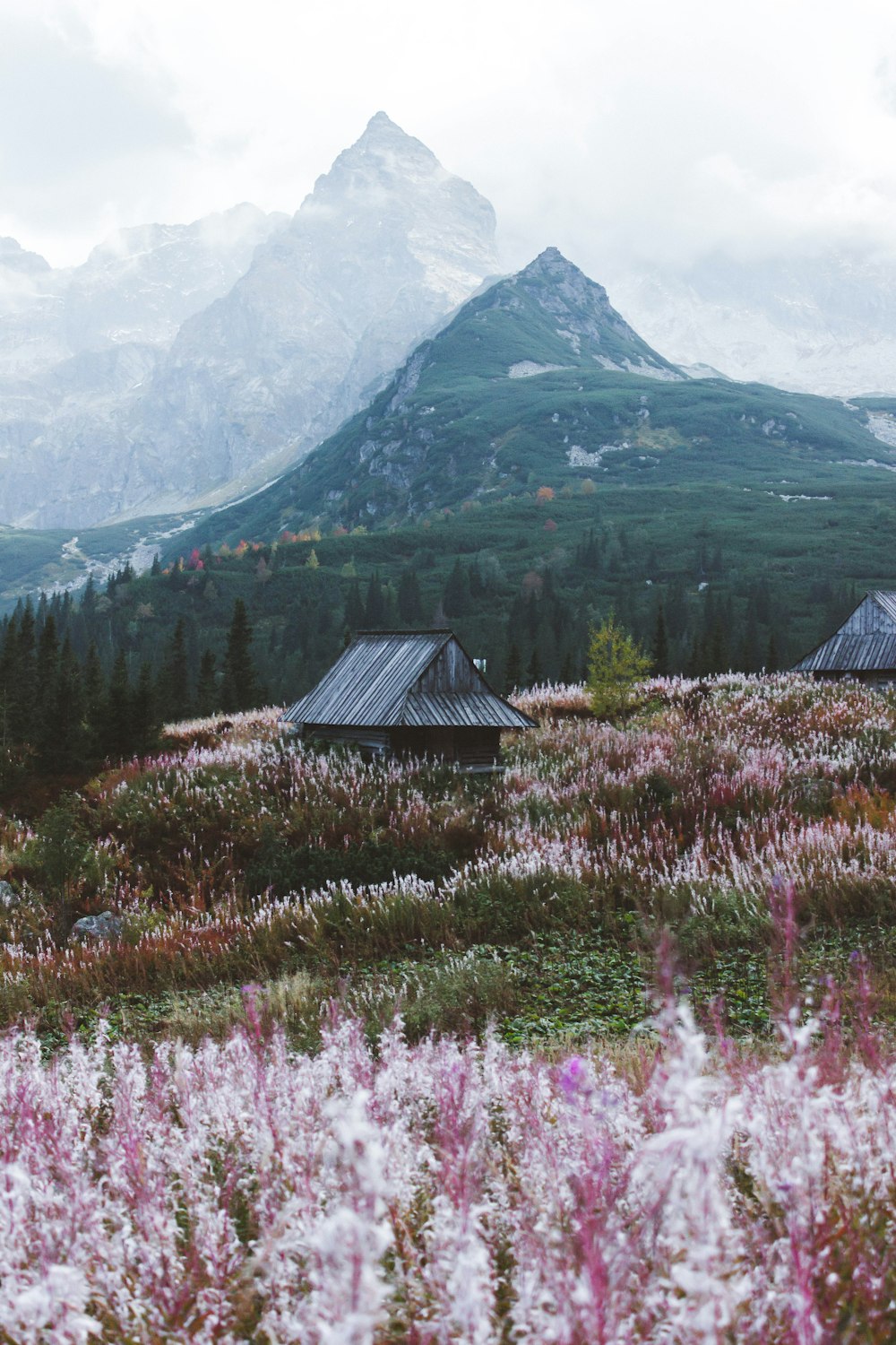 purple flower field near green mountain during daytime