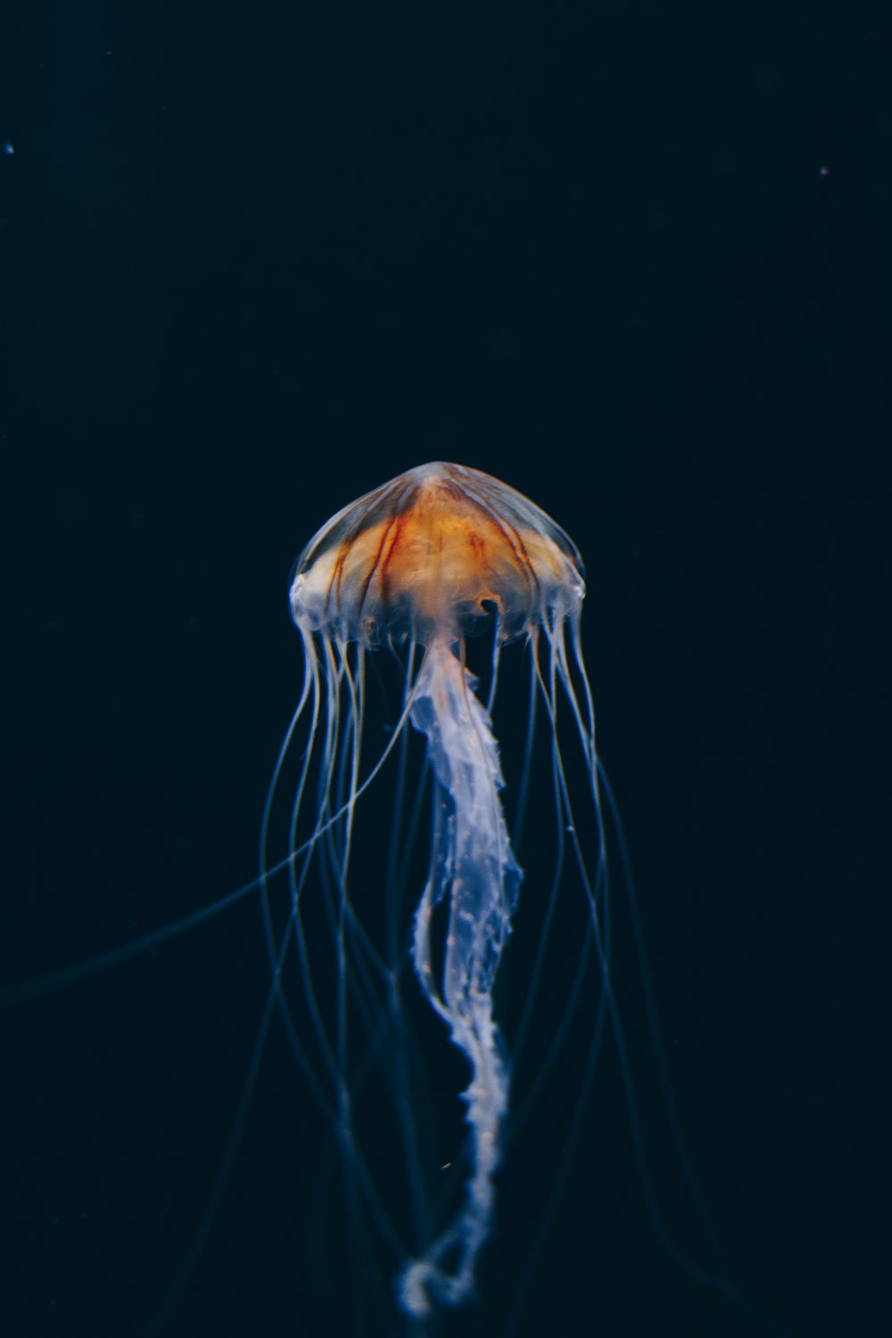 white and brown jellyfish in water