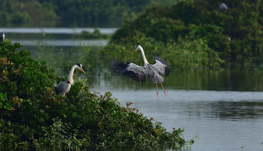 white and gray bird on green grass during daytime in Vedanthangal India