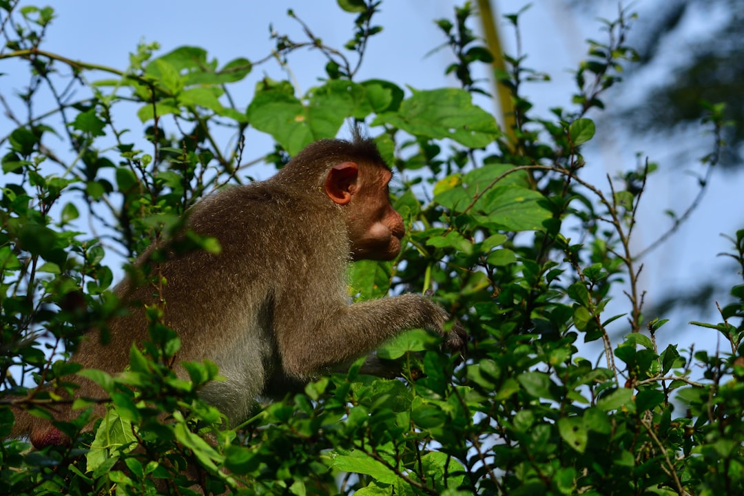 Nature reserve photo spot Vedanthangal Potheri