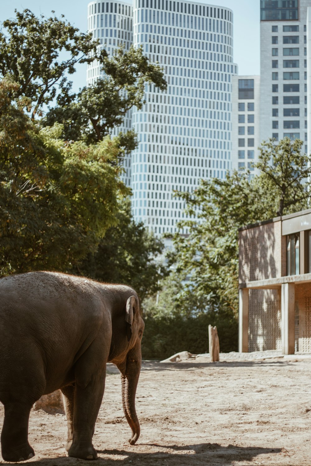 brown elephant near green tree during daytime