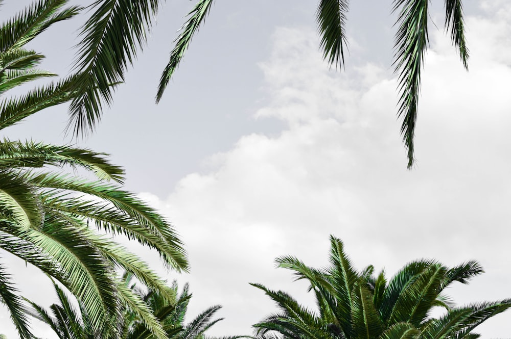 palmera verde bajo nubes blancas durante el día
