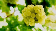 Close-up of grape clusters hanging on the vine in a sunlit Alsace vineyard.