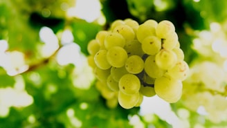 Close-up of hands carefully examining grape clusters in a sunlit vineyard.
