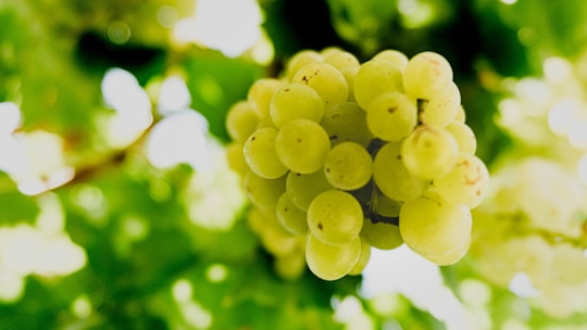 Close-up of hands carefully examining grape clusters in a sunlit vineyard.
