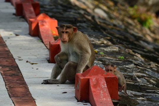 brown monkey sitting on red box in Vedanthangal India