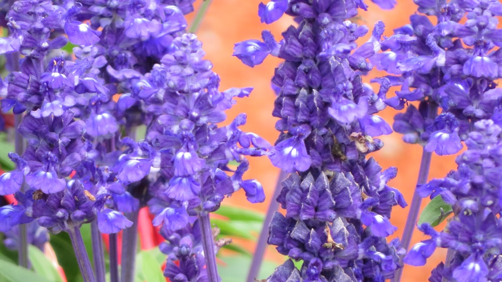 purple and white flowers in tilt shift lens