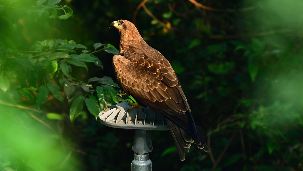 brown and white bird on white wooden stand