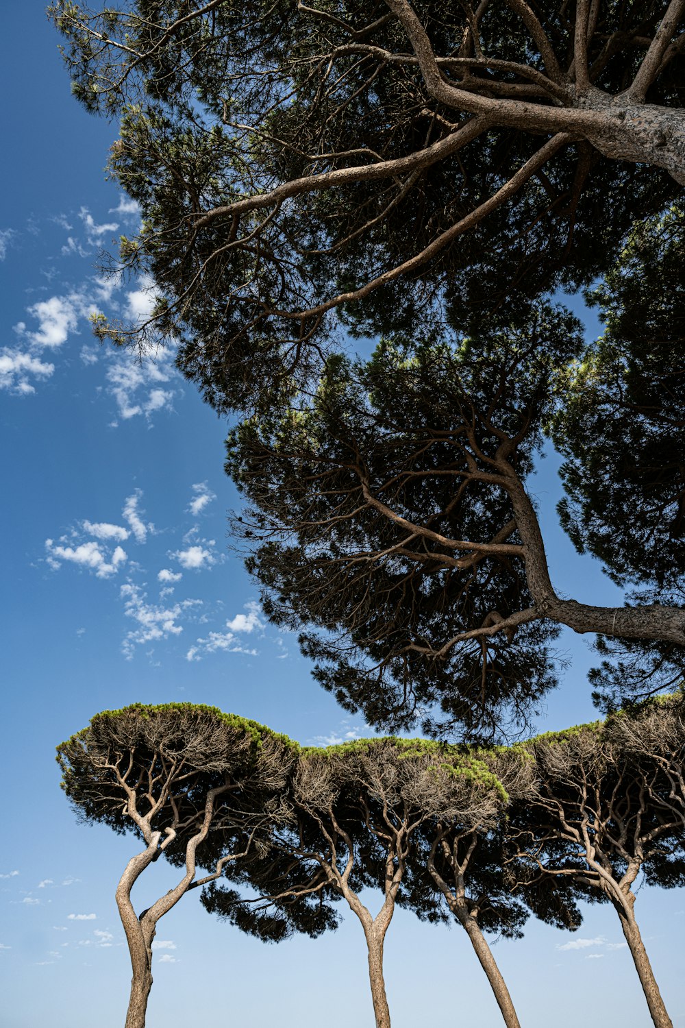 green tree under blue sky during daytime