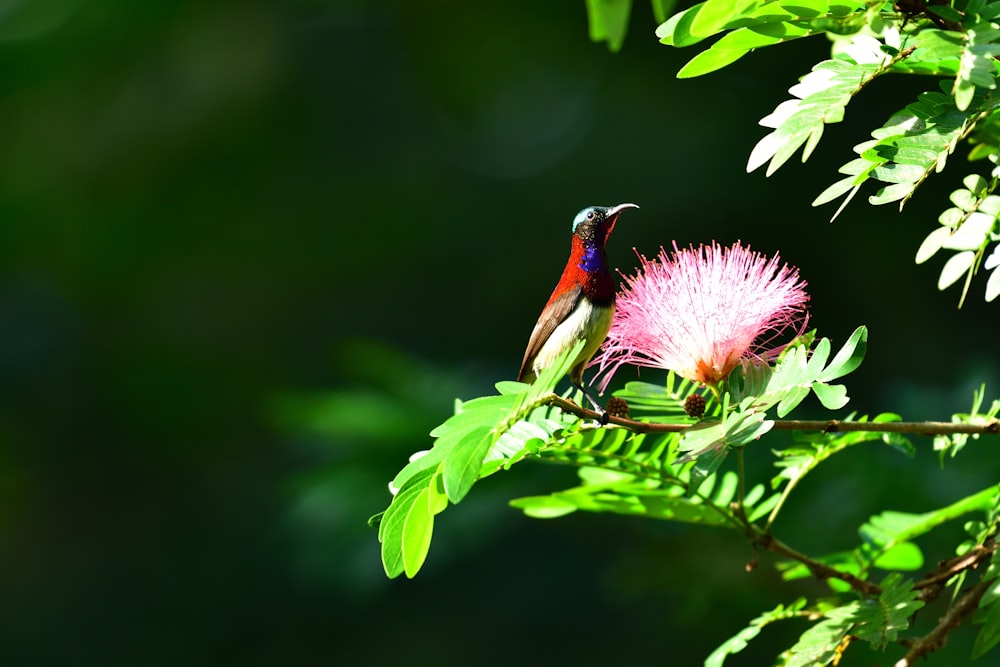 red and black bird on pink flower