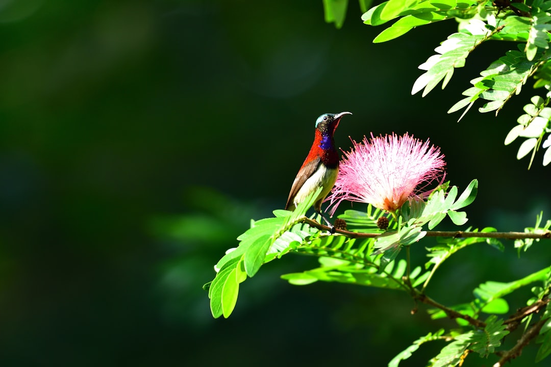 Wildlife photo spot Mahabaleshwar Maharashtra