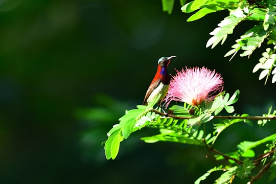 red and black bird on pink flower in Mahabaleshwar India
