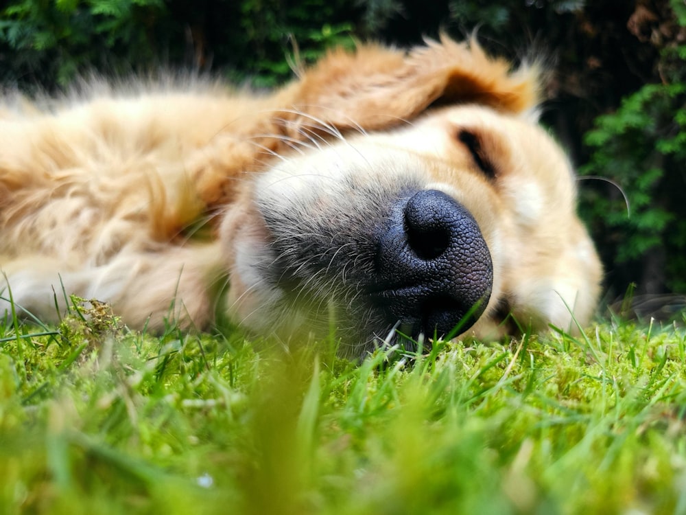 golden retriever lying on green grass field during daytime