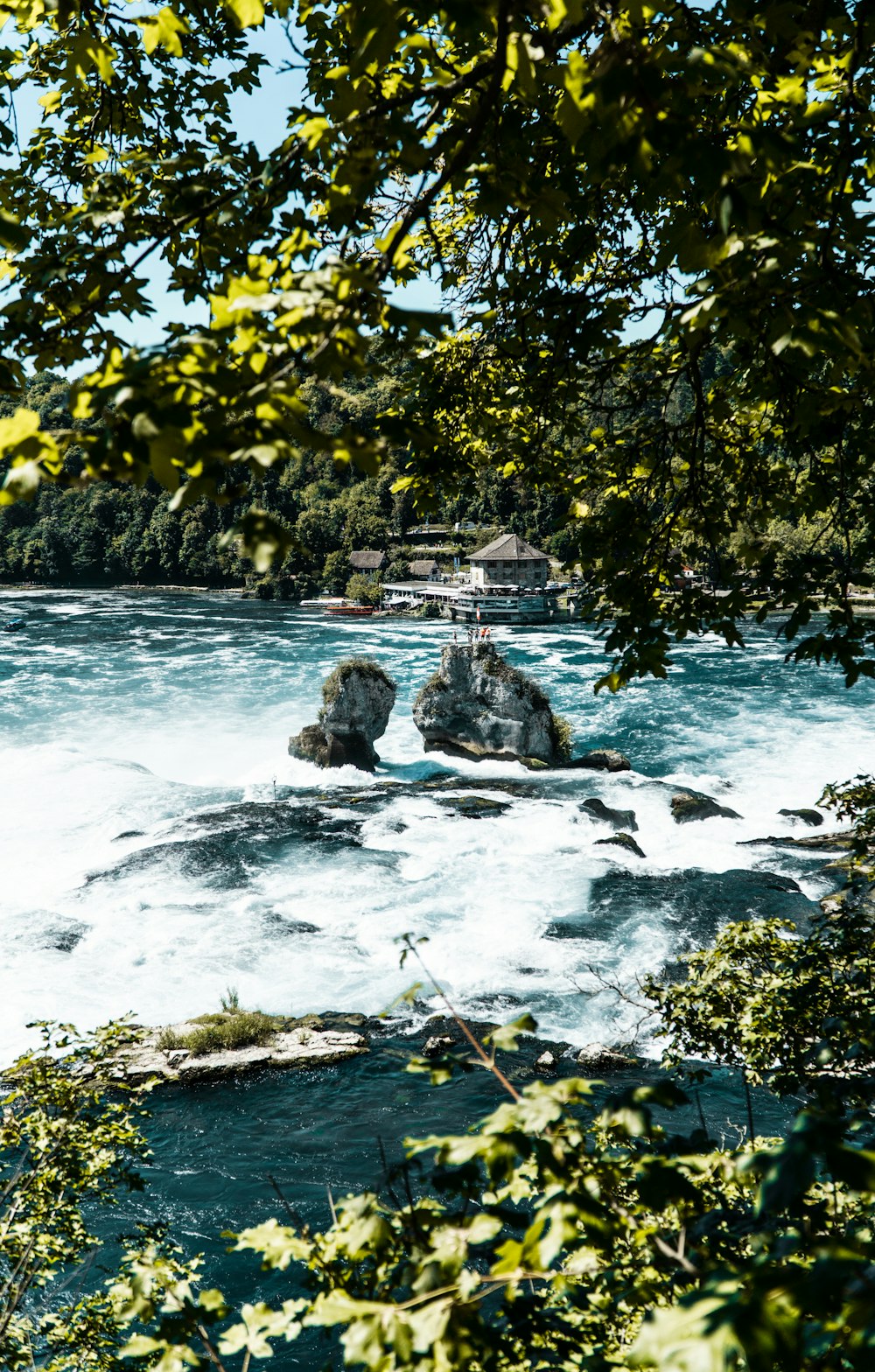 green trees beside body of water during daytime