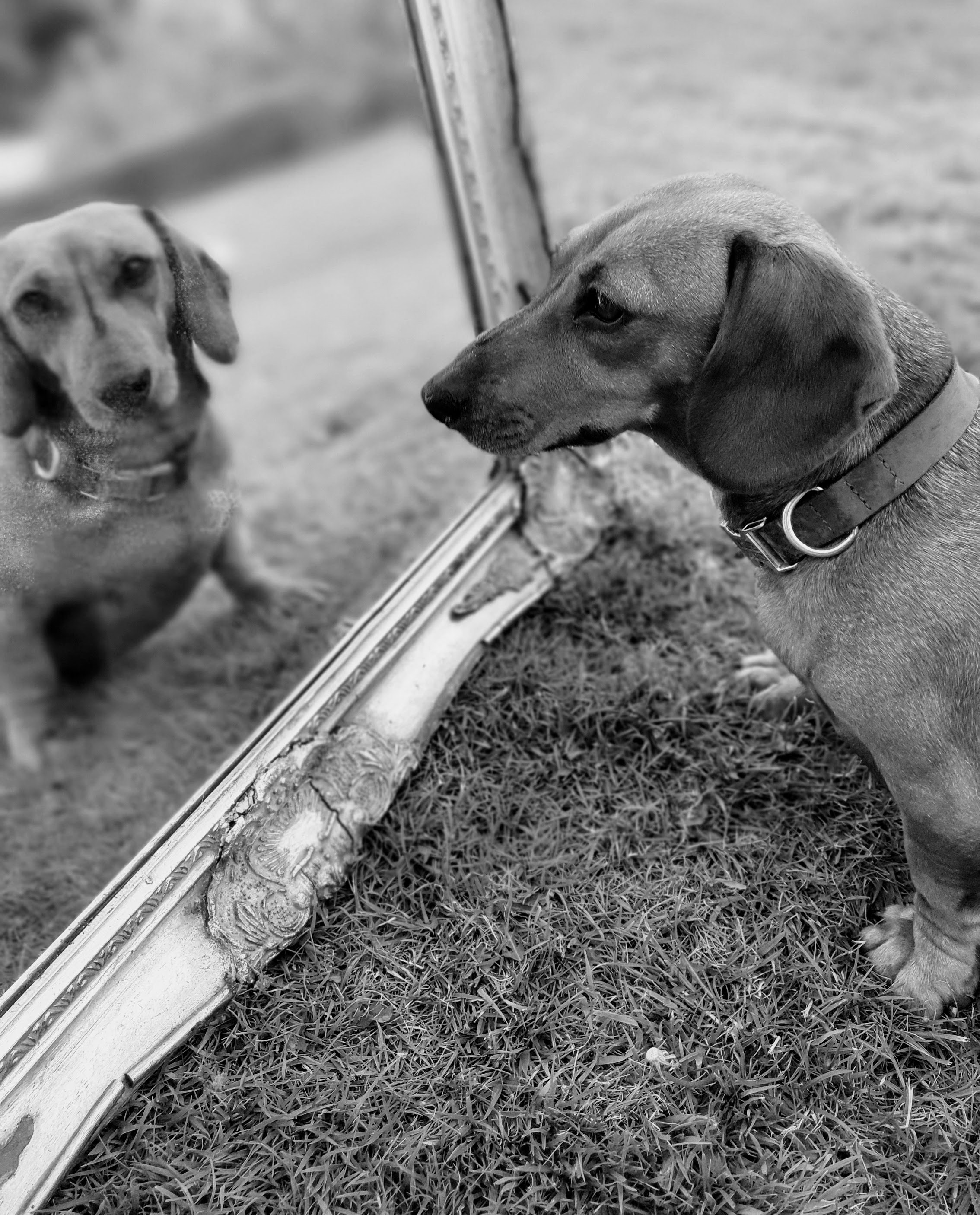 Sarah ( animal photography ) (@dogsarelifeandthatisfacts) | Unsplash ...