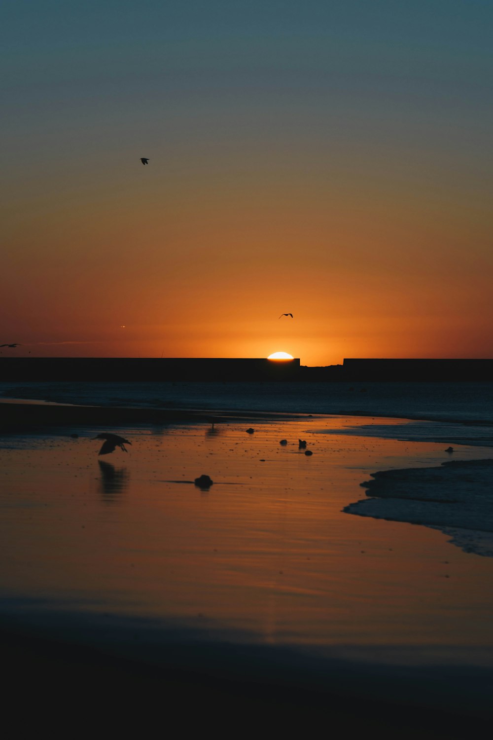 birds on beach during sunset
