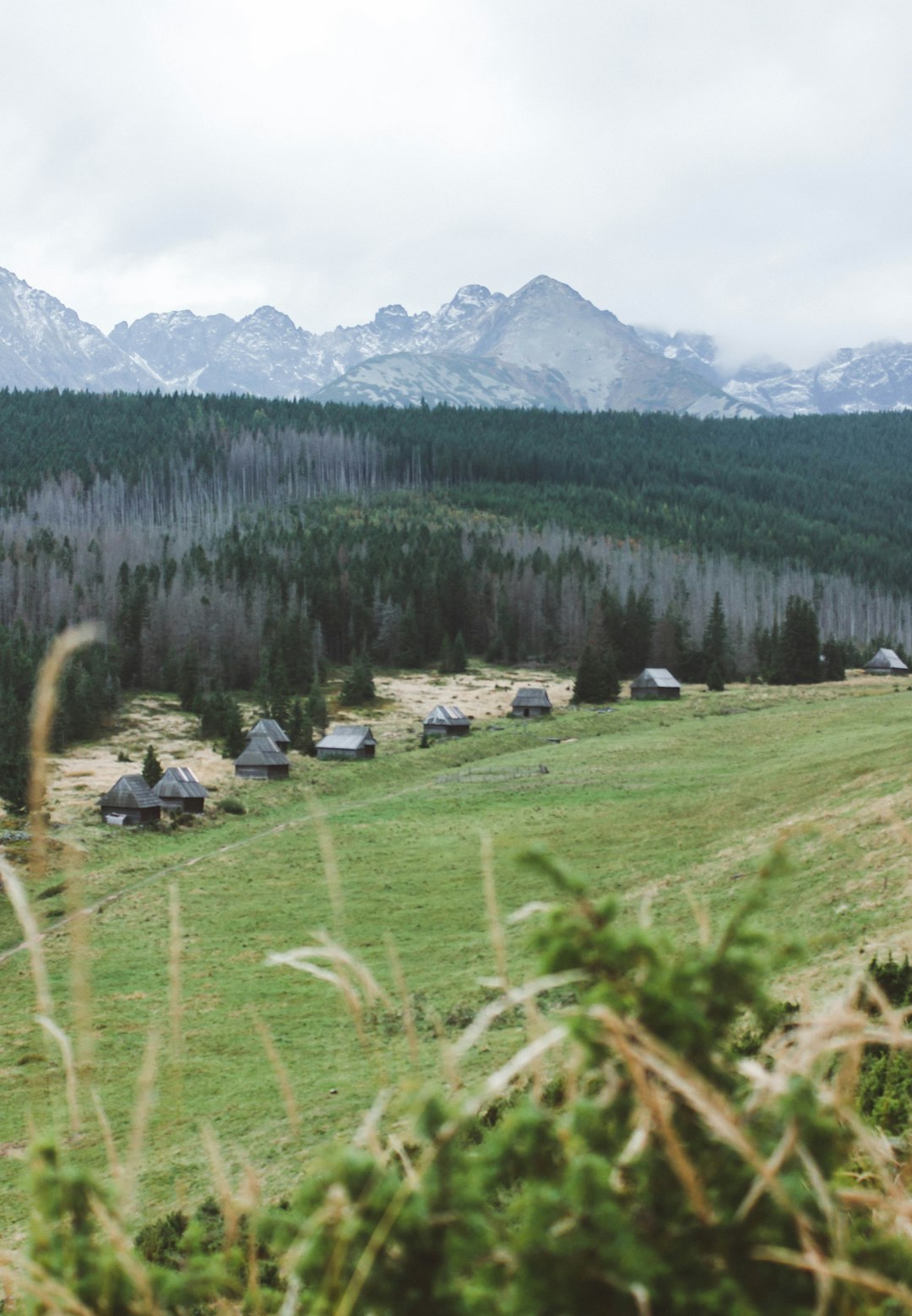 green grass field near green trees and mountains during daytime