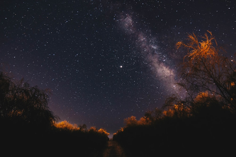 arbres bruns sous le ciel bleu pendant la nuit