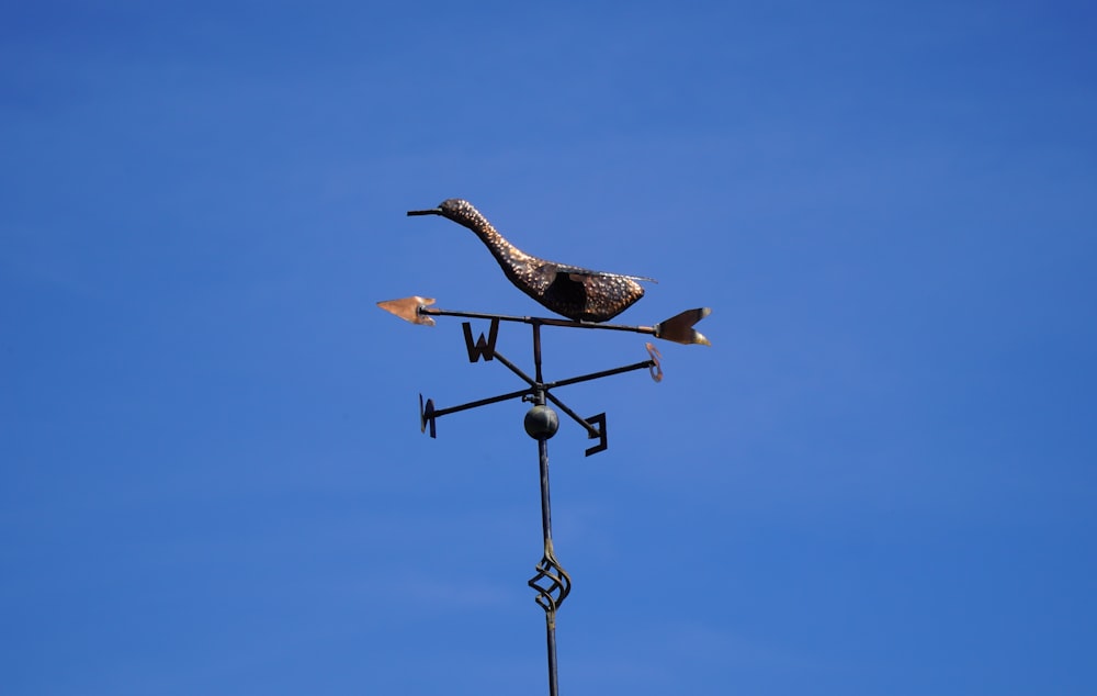 昼間の青空の下で黒い金属製の街灯に黒と白の鳥