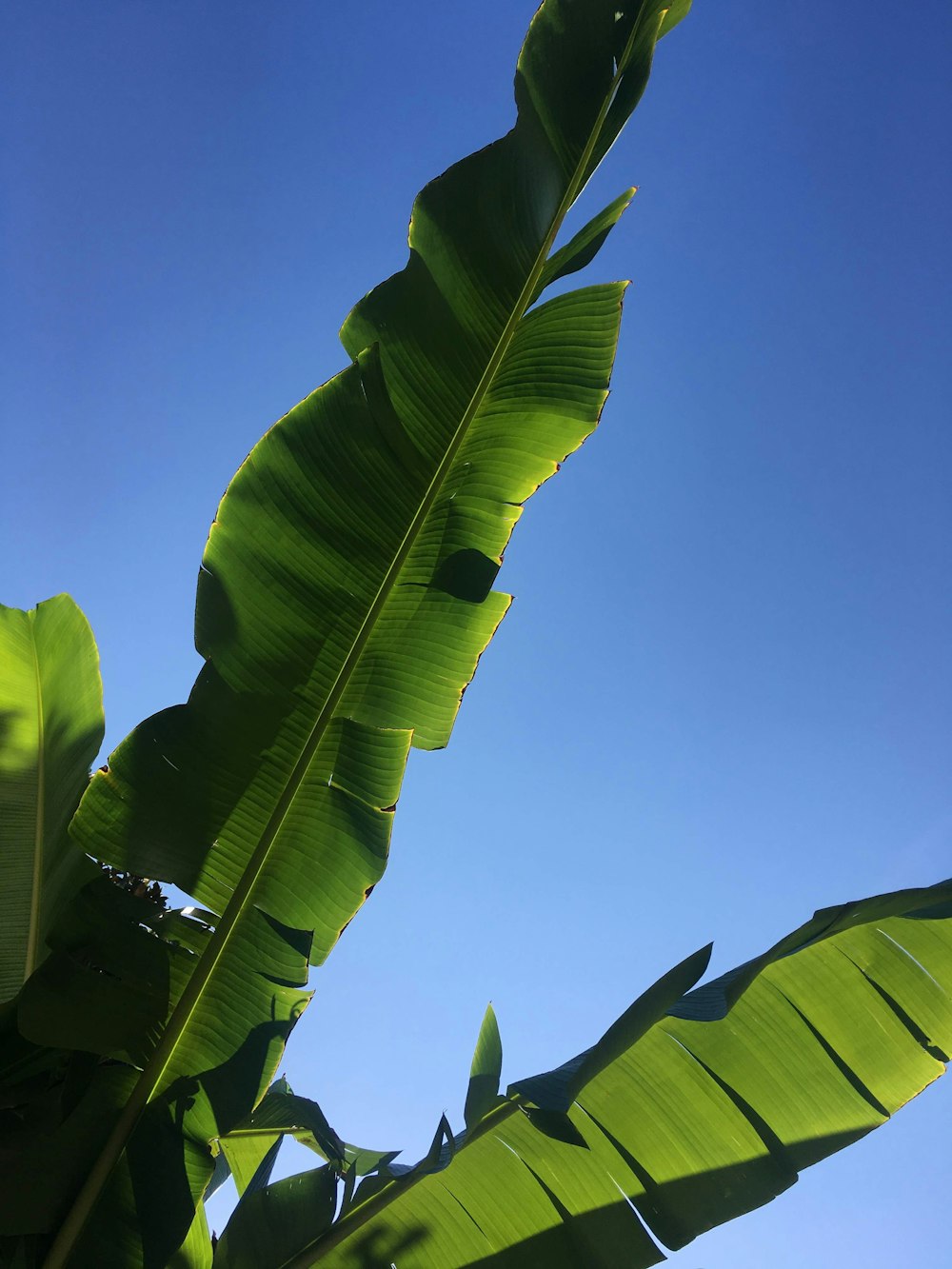 낮 동안 푸른 하늘 아래 녹색 잎