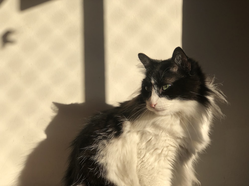 black and white cat on brown wooden table