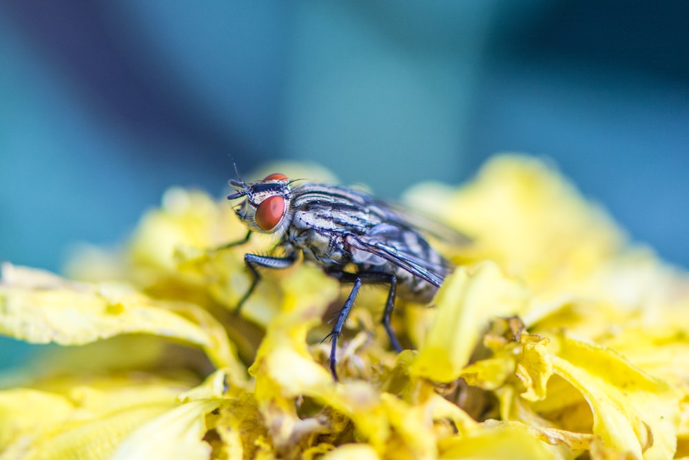 black and gray fly perched on yellow flower