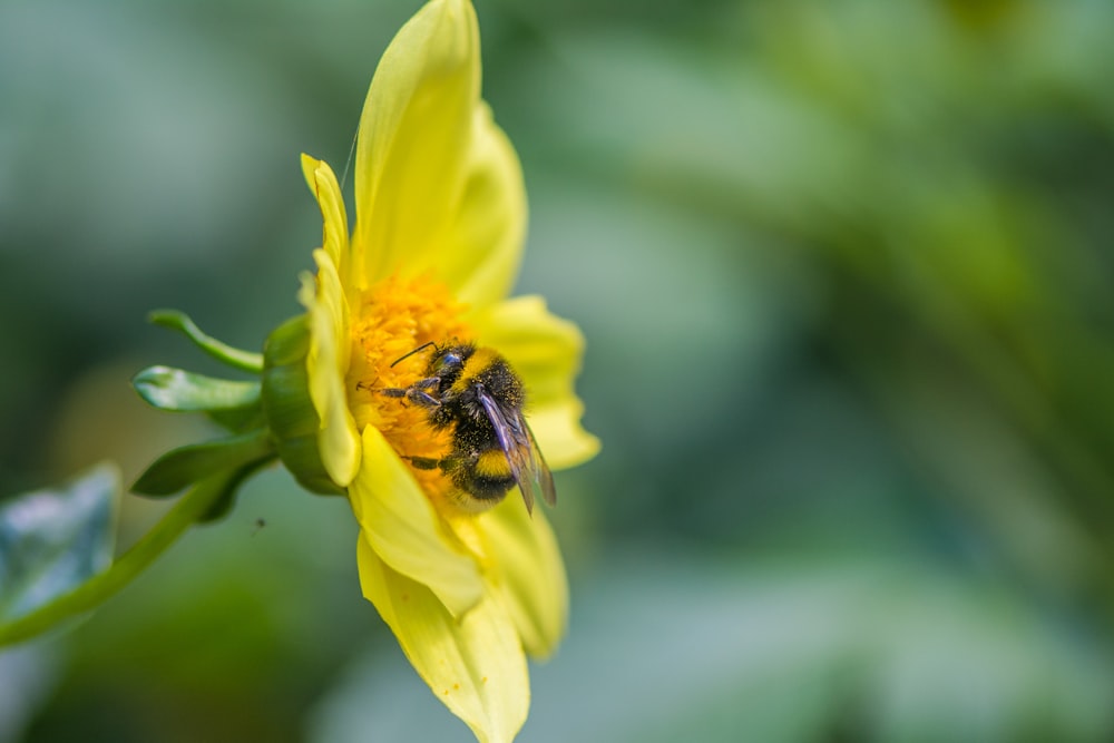 yellow and black bee on yellow flower