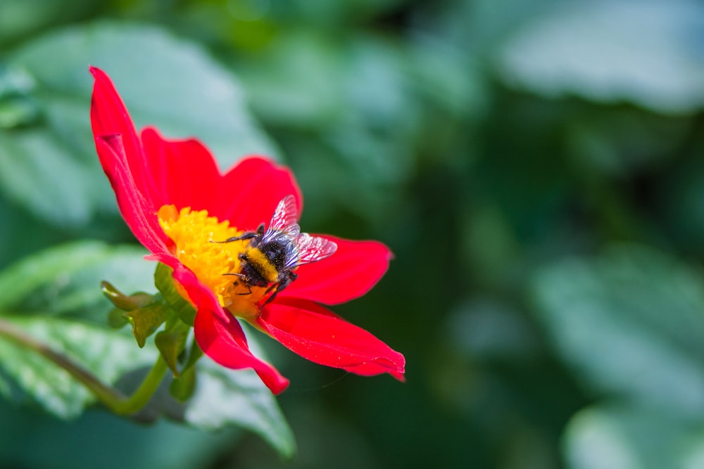 black and yellow bee on pink flower