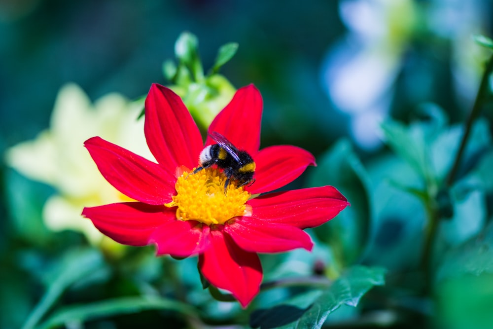 black and yellow bee on red flower