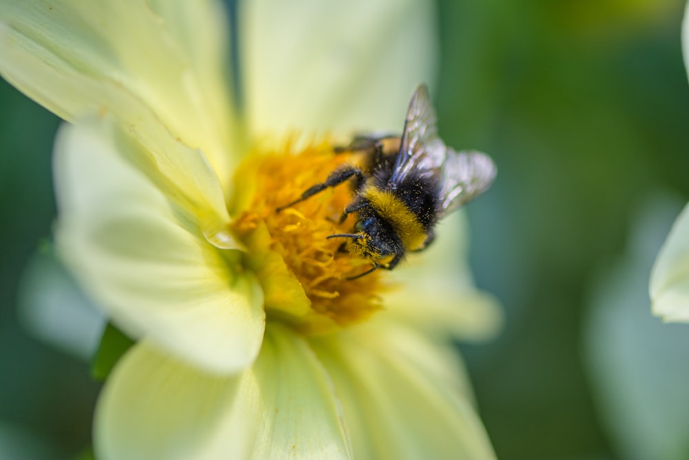 black and yellow bee on white flower