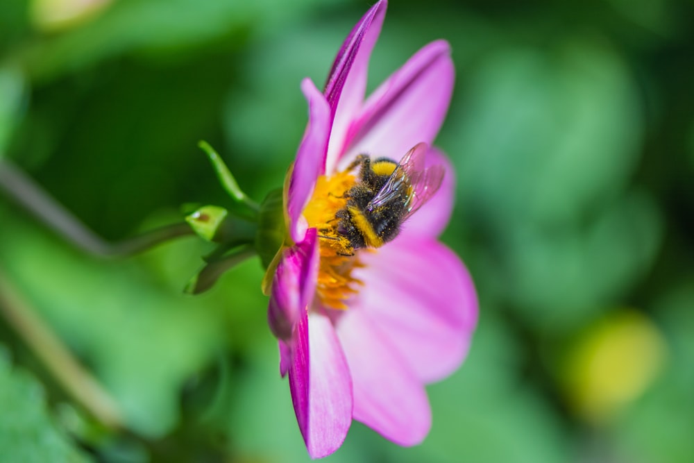 black and yellow bee on purple flower