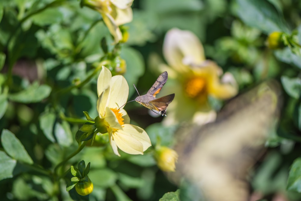 brown and black butterfly perched on yellow flower in close up photography during daytime