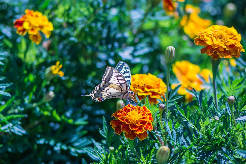 tiger swallowtail butterfly perched on orange flower in close up photography during daytime
