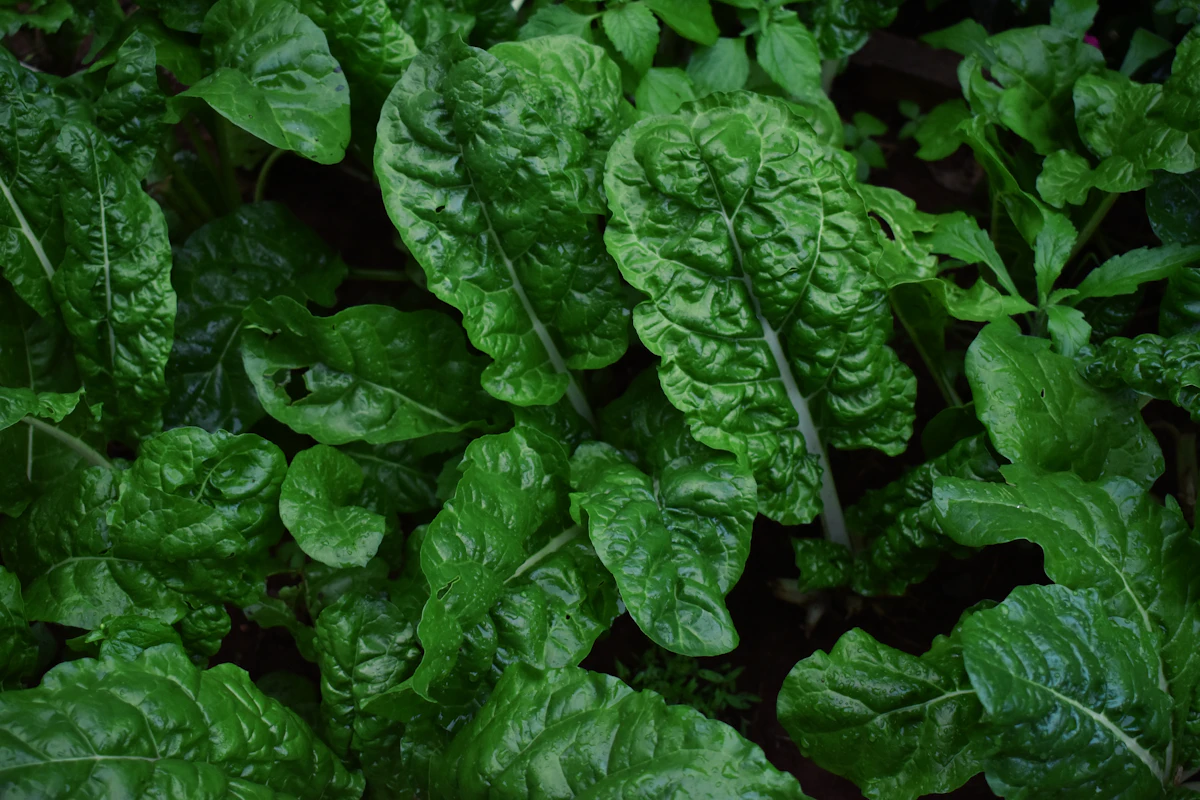Growing Palak Spinach at Home India Balcony Pot