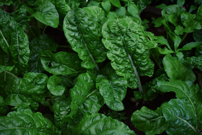 Growing Palak Spinach at Home India Balcony Pot
