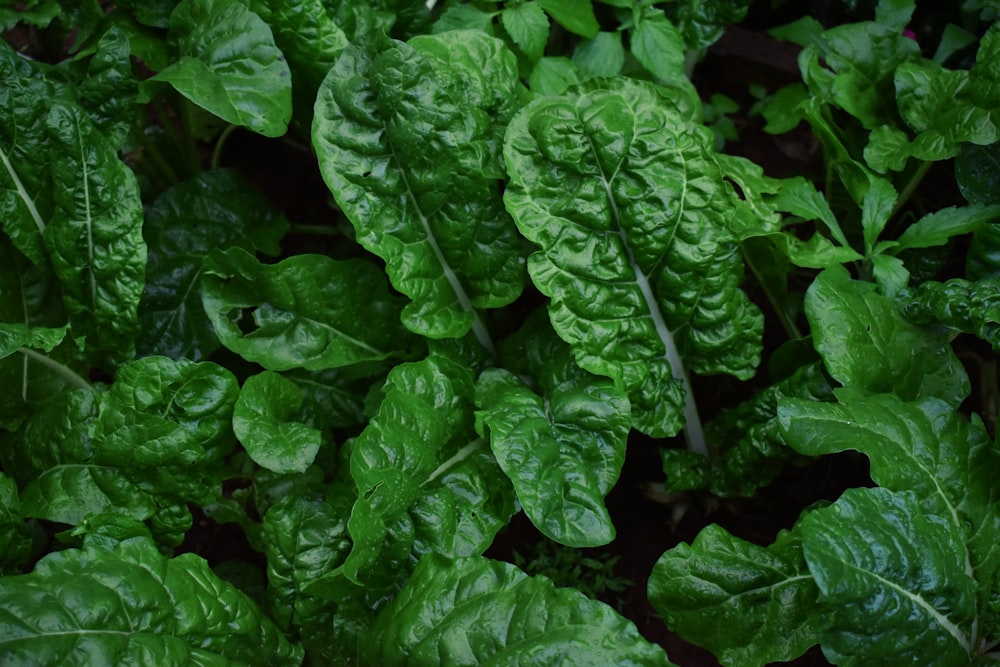 Hojas verdes en la fotografía de primer plano