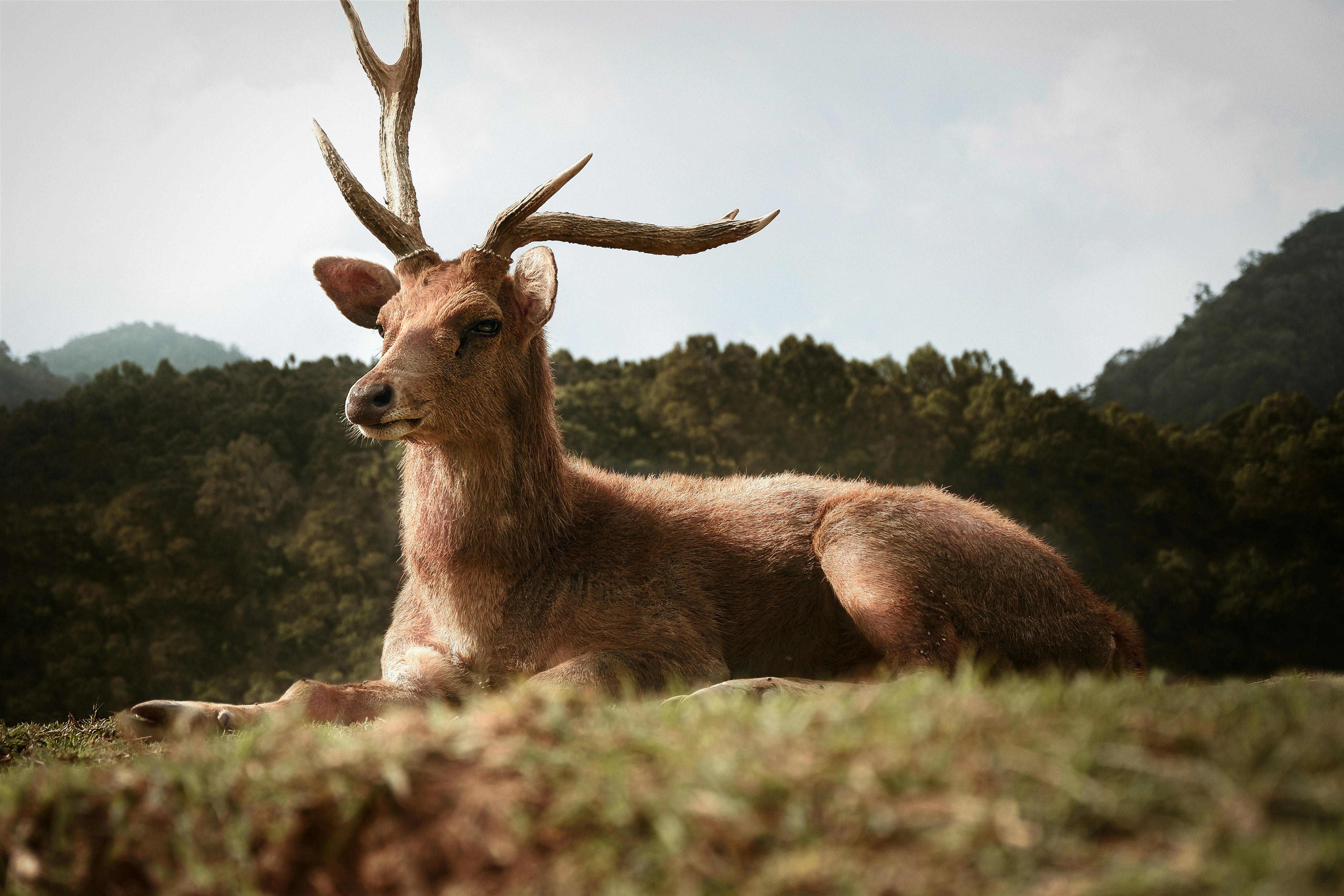 낮 동안 푸른 잔디에 갈색 사슴