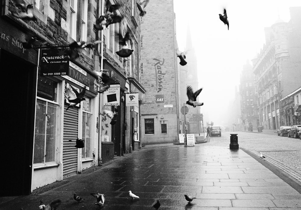 Photo en niveaux de gris d’une volée d’oiseaux dans la rue