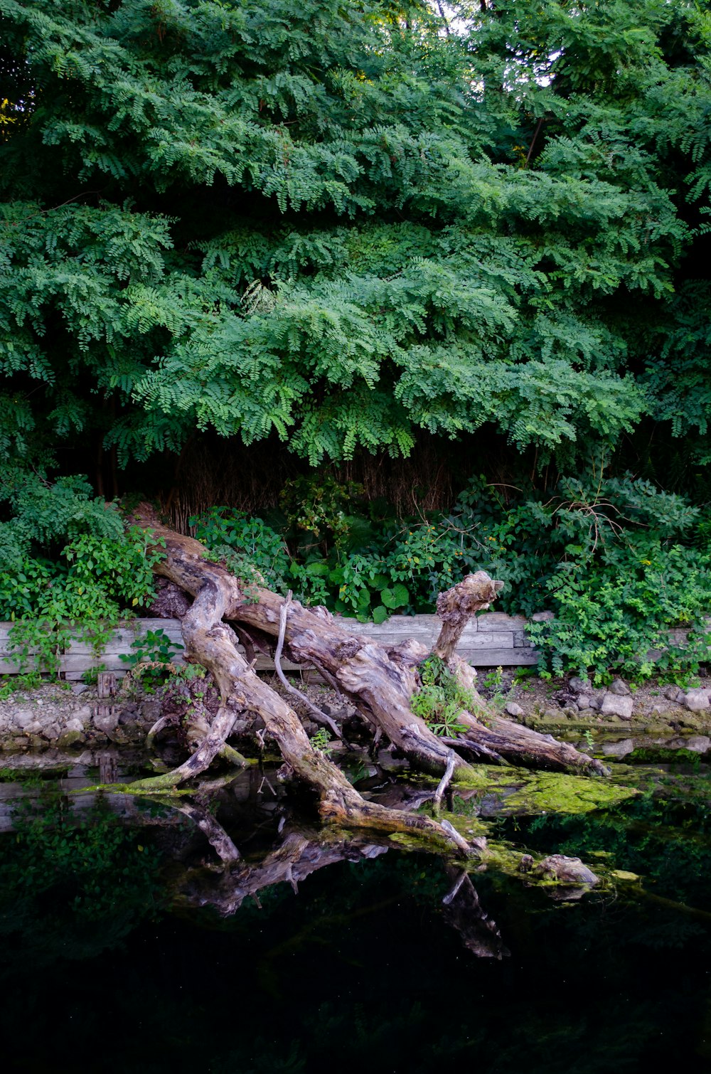 brown tree log on river