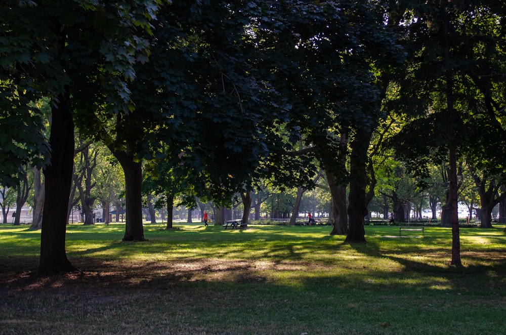 green trees on green grass field during daytime