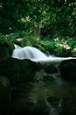 A serene forest scene with lush green foliage and a small waterfall cascading over moss-covered rocks. Sunlight filters through the dense canopy, creating a peaceful and tranquil atmosphere.