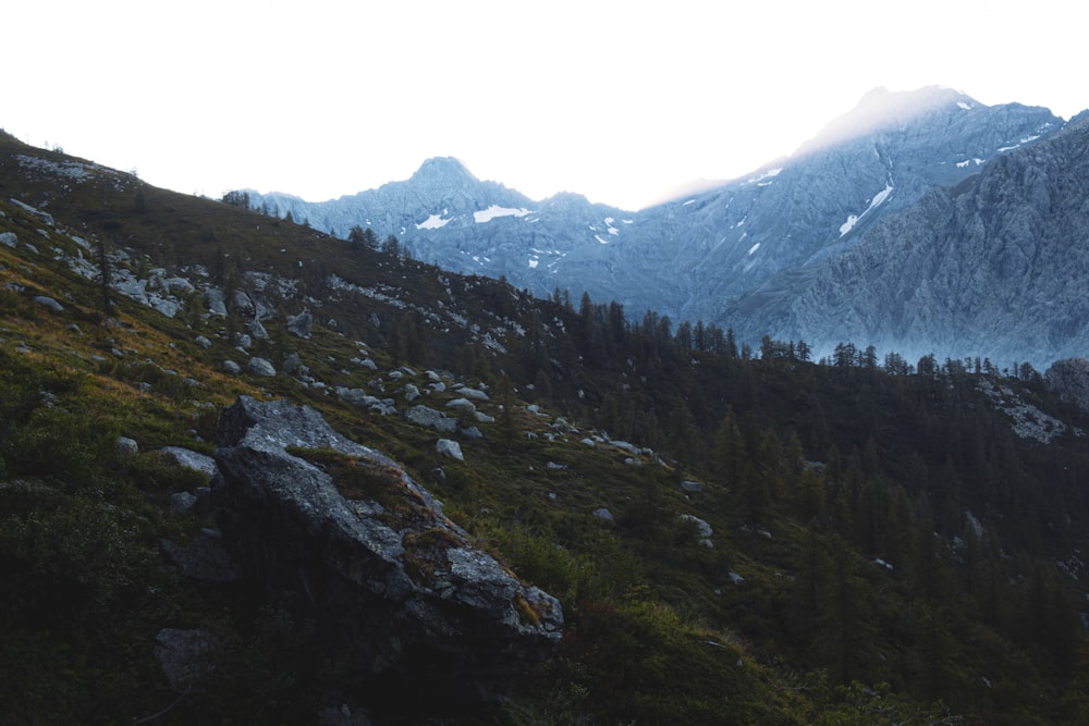 green trees on mountain during daytime