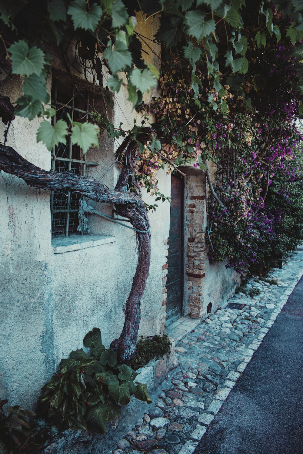 Árbol verde y marrón en pared de concreto azul